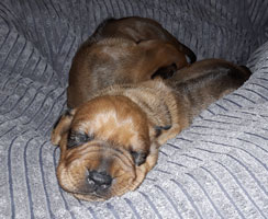 puppies new born